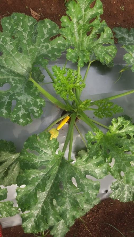 Click image for larger version

Name:	IMG-20190928-WA0011.jpg
Views:	9
Size:	72.8 KB
ID:	67